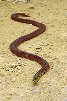 A snake (unidentified) on a road to Borneo Rainforest A snake (unidentified) on a road to Borneo Rainforest