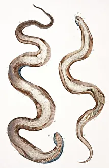 Snakes by Albertus Seba