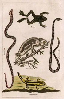 Snakes, A Chameleon, a frog and a salamander Snakes, A Chameleon, a frog and a salamander