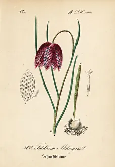 Snake's head fritillary, Fritillaria meleagris Snake's head fritillary, Fritillaria meleagris