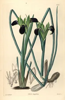 Snake's head iris, Hermodactylus tuberosus Snake's head iris, Hermodactylus tuberosus