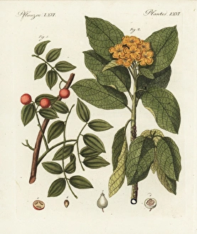 Snakewood, Strychnos colubrina, and sebesten