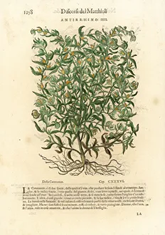 Snapdragon variety, Antirrhinum species Snapdragon variety, Antirrhinum species