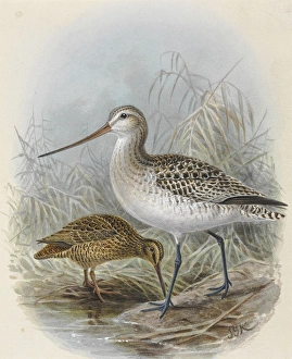 Snares Island Snipe and Bar-Tailed Godwit Snares Island Snipe and Bar-Tailed Godwit
