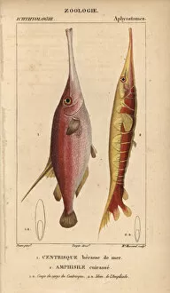 Stipple Collection: Snipe or trumpet fish, Macroramphosus scolopax