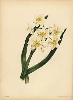 The snow flake-leaved Narcissus, Egotism and self-love The snow flake-leaved Narcissus, Egotism and self-love