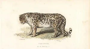 Snow leopard or ounce, Panthera uncia. Endangered Snow leopard or ounce, Panthera uncia. Endangered