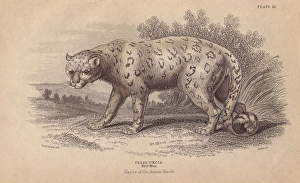 Snow leopard, Uncia uncia or Panthera uncia Endangered Snow leopard, Uncia uncia or Panthera uncia Endangered