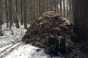 Snow melts early on an anthill - large anthill Snow melts early on an anthill - large anthill