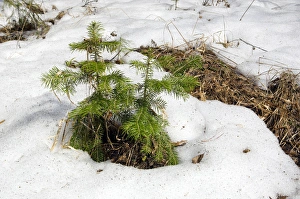 Snow melts in mixed taiga forest - young Spruce Snow melts in mixed taiga forest - young Spruce