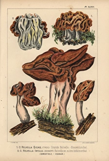 Snow morel, Gyromitra gigas, and hooded false Snow morel, Gyromitra gigas, and hooded false