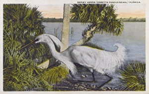 Snowy Egret (Egretta thula), Florida, USA Snowy Egret (Egretta thula), Florida, USA