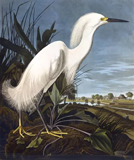 <b class=qtipBold><figcaption>Snowy Heron, by John James Audubon</figcaption></b><br>Snowy Heron, or White Egret, Ardea Candidissima, by John James Audubon (1785-1851). A colour plate in The Birds of America: From Original Drawings. Date: 1827-1838<br><em>© Mary Evans Picture Library</em> Snowy Heron, by John James Audubon