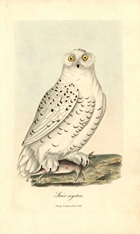 Graves Gallery: Snowy owl, Bubo scandiacus