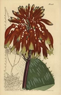 Soap aloe or zebra aloe, Aloe maculata