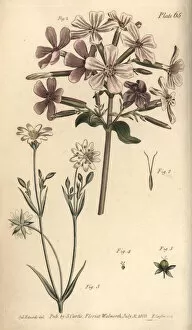 Soapwort, Saponaria officinalis, and greater