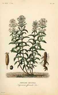 Soapwort or soapweed, Saponaria officinalis Soapwort or soapweed, Saponaria officinalis