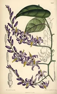 Antique Botanical Prints For Sale Prints: Solanum pensile, purple flower native to South America