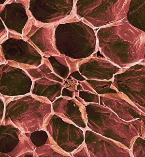 <b class=qtipBold><figcaption>Solanum sp., tomato</figcaption></b><br>A scanning electron microscope (SEM) image of a tomato (Solanum sp.), artificially coloured by computer. Date:<br><em>© Mary Evans / Natural History Museum</em> Solanum sp., tomato