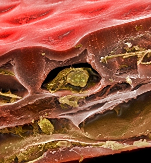 <b class=qtipBold><figcaption>Solanum sp., tomato</figcaption></b><br>A scanning electron microscope (SEM) image of a tomato (Solanum sp.), artificially coloured by computer. Date:<br><em>© Mary Evans / Natural History Museum</em> Solanum sp., tomato