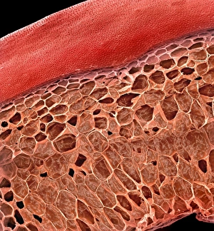 <b class=qtipBold><figcaption>Solanum sp., tomato</figcaption></b><br>A scanning electron microscope (SEM) image of a tomato (Solanum sp.), artificially coloured by computer. Date:<br><em>© Mary Evans / Natural History Museum</em> Solanum sp., tomato