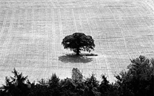 Solitary oak tree in harvested corn field in Malvern Hills Solitary oak tree in harvested corn field in Malvern Hills