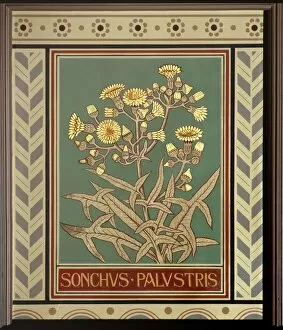 Eudicot Gallery: Sonchus palustris, marsh sow-thistle