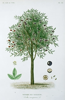 Olive Gallery: Sorbier des olseleurs