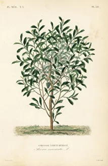 Soursop, Annona muricata Soursop, Annona muricata
