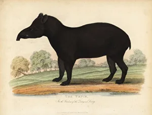 South American tapir, Tapirus terrestris, vulnerable South American tapir, Tapirus terrestris, vulnerable