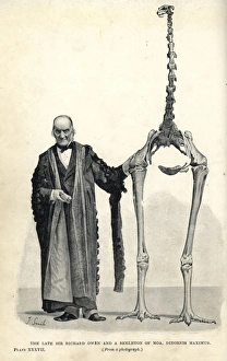 South Island giant moa, Dinornis robustus South Island giant moa, Dinornis robustus