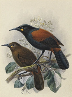 South Island Saddleback 'Tieke' South Island Saddleback 'Tieke'