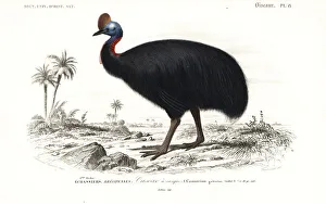 Southern cassowary, Casuarius casuarius Southern cassowary, Casuarius casuarius