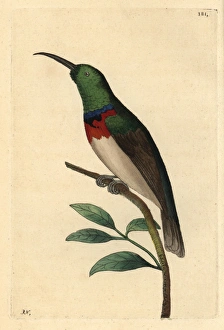Southern double-collared sunbird, Cinnyris chalybeus Southern double-collared sunbird, Cinnyris chalybeus