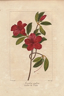 Southern Indian azalea, Azalea indica Southern Indian azalea, Azalea indica