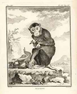 Southern pig-tailed macaque, Macaca nemestrina Southern pig-tailed macaque, Macaca nemestrina
