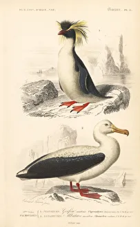 Eudyptes Gallery: Southern rockhopper penguin and wandering albatross