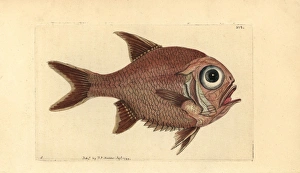Southern roughly, Trachichthys australis Southern roughly, Trachichthys australis