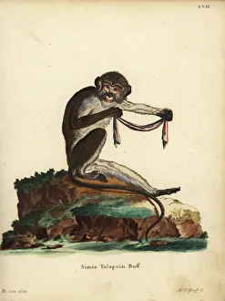 Southern talapoin monkey, Miopithecus talapoin Southern talapoin monkey, Miopithecus talapoin