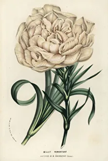 Souvenir de la Malmaison, hybrid carnation Souvenir de la Malmaison, hybrid carnation