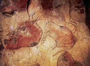 Spain. Cantabria. Cave of Altamira. Bison Spain. Cantabria. Cave of Altamira. Bison