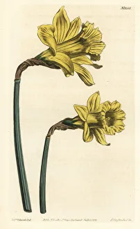 Spanish daffodil, Narcissus hispanicus Spanish daffodil, Narcissus hispanicus