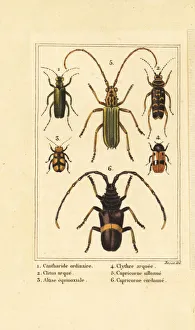 Wasp Gallery: Spanish fly, wasp beetle and long-horn beetles