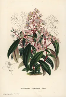 Spanish shawl, Centradenia floribunda Spanish shawl, Centradenia floribunda