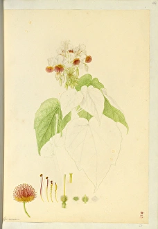 Sparmannia africana, African linden Sparmannia africana, African linden