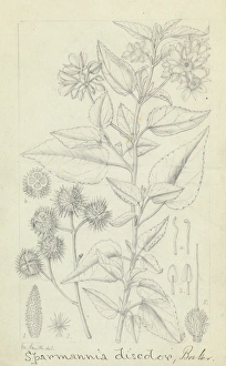 Sparmannia discolor by Matilda Smith Sparmannia discolor by Matilda Smith