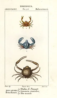 Species of crab Species of crab