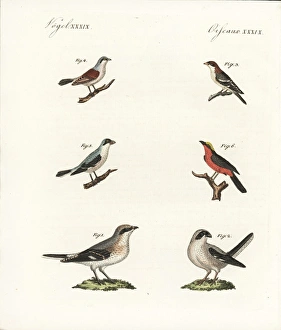 Species of shrikes Species of shrikes