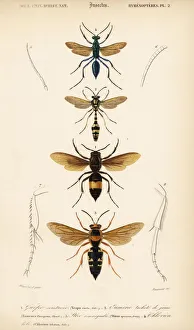 Wasp Gallery: Species of wasps