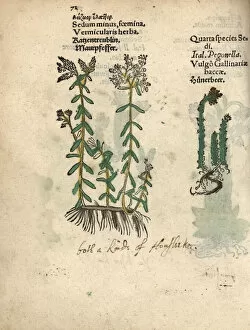Krauterbuch Gallery: Species of white stonecrop, Sedum album